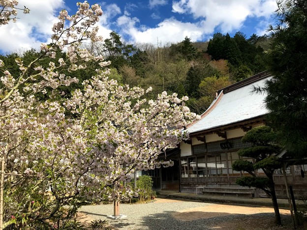 蓮華寺の子宝桜