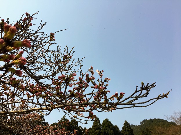 三国公園鳥羽キャンプ場の桜はまだ蕾