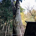 Photos: 樹齢1000年の夫婦杉
