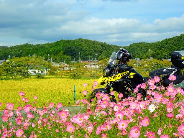 落花生 洗濯中