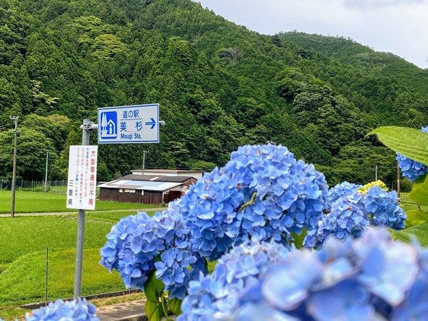 道の駅 美杉のアジサイ