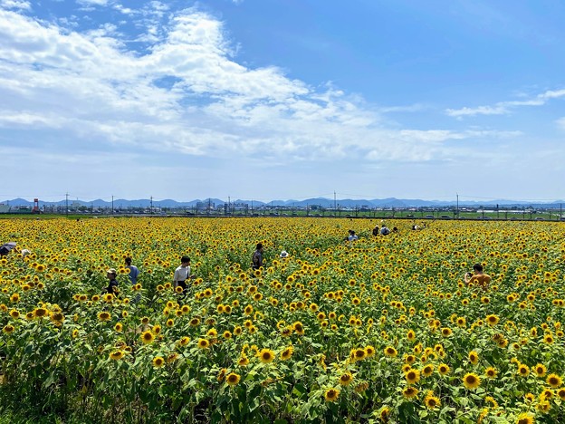 小野市ひまわりの丘公園