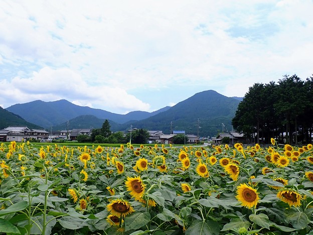 丹波市山南町のひまわり畑