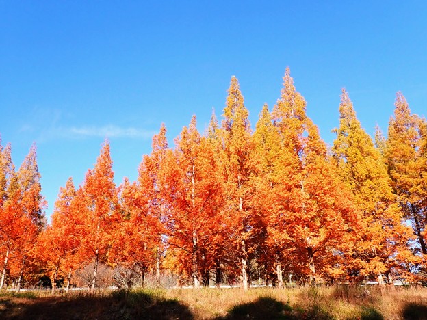 メタセコイアの紅葉