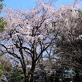 ２０１９＊東京国立博物館の桜１