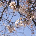 ２０１９・上野公園の桜