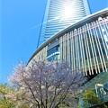 グランフロント大阪と桜