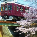 Photos: 阪急マルーンと桜
