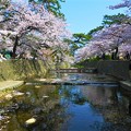 Photos: 夙川の桜