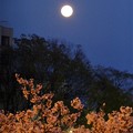 満月と毛馬桜之宮公園の桜