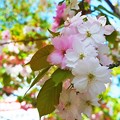 Photos: 奈良八重桜