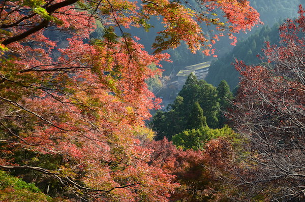 奈良県吉野山の紅葉