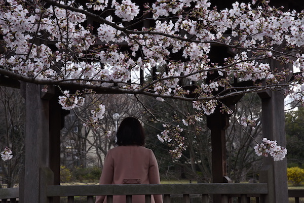桜の花が増えた近所の公園で