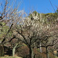 Photos: 小石川植物園