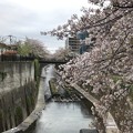 Photos: 石神井川