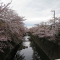 Photos: 石神井川