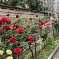 Photos: 都電荒川線