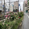 Photos: 都電荒川線