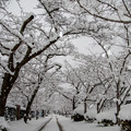 Photos: 雪景色の秋月♪