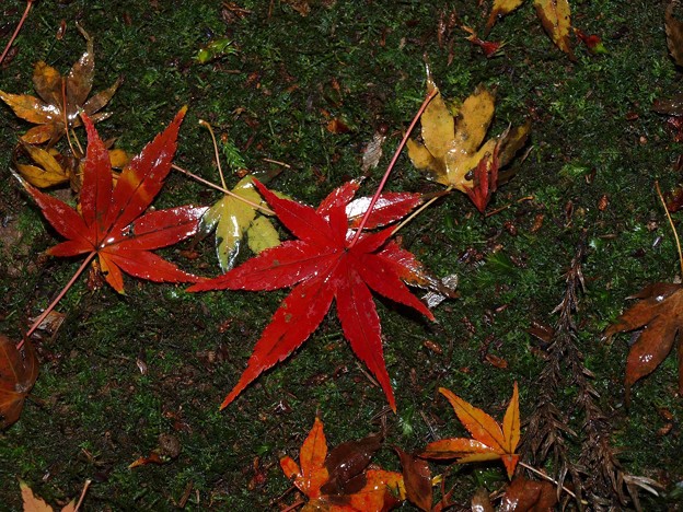 Photos: Autumn leaves
