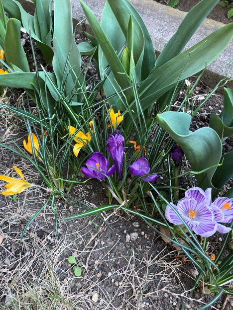 春の庭