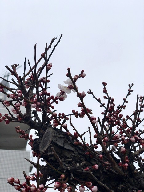 Photos: 梅?桜？