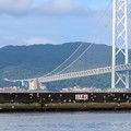 Photos: 明石大橋とコアジサシ
