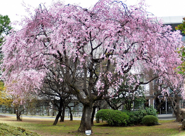立教新座キャンパスの枝垂れ桜