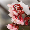 083 日立紅寒桜