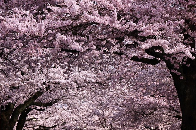 Photos: 014 平和通りの桜並木  日立市