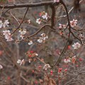 842 塙山のハナミズキと冬桜