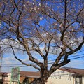Photos: 869 大沼の二期桜