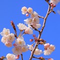 Photos: 261 おぎつやよい桜