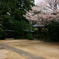 259 澳津説神社の桜