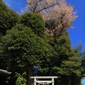 Photos: 314 天王様の石抱き桜