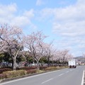 989 大和田町の桜並木