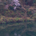 137 十王ダムの石割桜