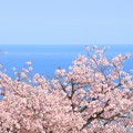 087 かみね公園の八重桜