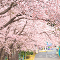 Photos: 801 常陸多賀駅裏の桜並木