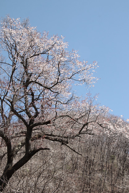 Photos: 127 黒田口の桜