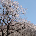 127 黒田口の桜