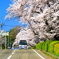 Photos: 707 会瀬グラウンドの桜