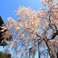 宝蔵寺のシダレ桜