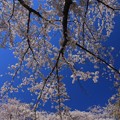 Photos: 319 もとみや児童公園の桜