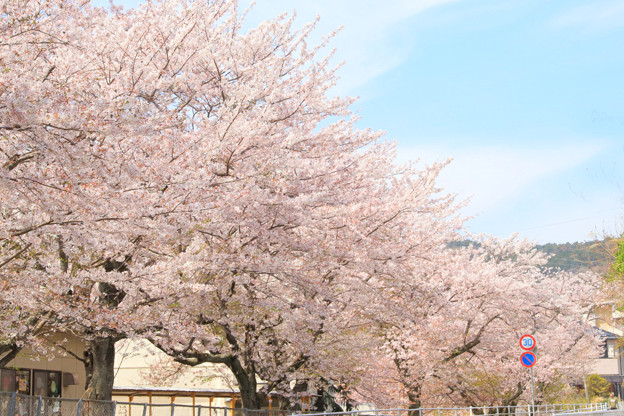 Photos: 301 滑川小学校の桜