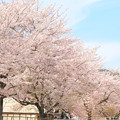 301 滑川小学校の桜