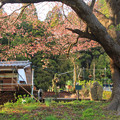 Photos: 134 二十三夜尊の桜