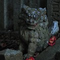 Photos: 925 釜坂八幡宮の狛犬