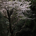 石尊山の桜並木