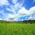 Photos: 町屋の田園風景